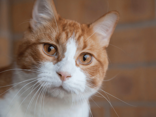 TUPP s Guide To Worms In Cats How To Detect Sploot Vets